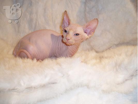PoulaTo: Όμορφα γατάκια Sphynx μόνο whatsapp (+63-995-461-6242)